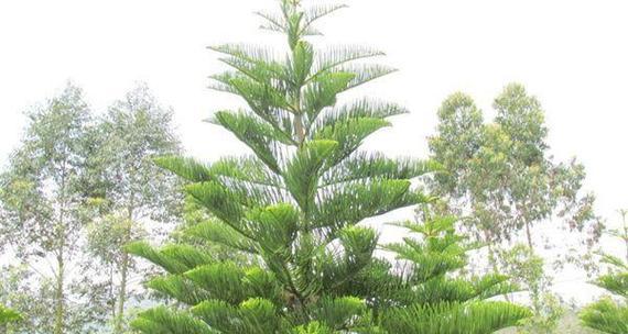 柏木属于什么植物种类？柏树的分类有哪些特点？