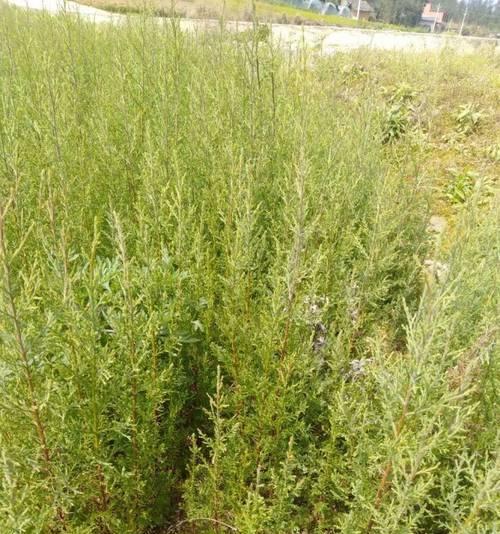柏木属于什么植物种类？柏树的分类有哪些特点？