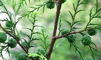柏木属于什么植物种类？柏树的分类有哪些特点？