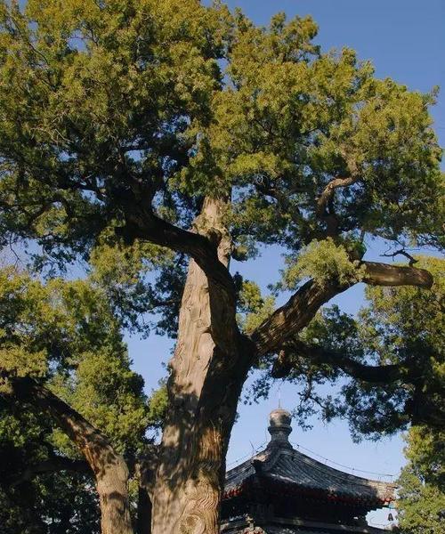 柏树可以种在院子里吗？种植柏树的注意事项是什么？