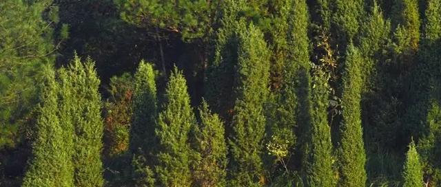 柏树是保护植物吗？柏树的保护级别和相关法规是什么？