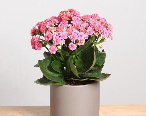 班级适合养什么花？有哪些花卉既美观又易打理？