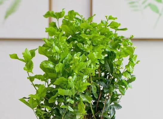 班级适合养什么花卉植物？有哪些易于照料的推荐？