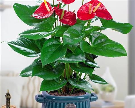 班级适合养什么花卉植物？有哪些易于照料的推荐？