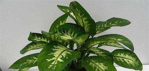 斑马花怎么养？养殖过程中应注意哪些问题？