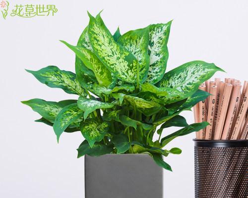 斑马花怎么养？养殖过程中应注意哪些问题？