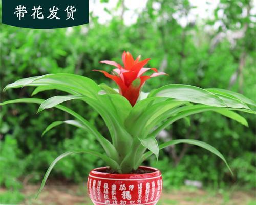 搬迁时送什么花最合适？如何选择合适的花卉礼物？