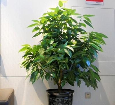 搬新房送什么花最合适？不同场合的花卉选择指南？