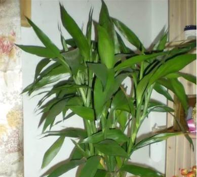 搬新家适合放什么植物？哪些植物净化空气效果最好？