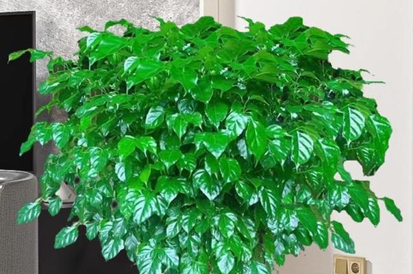 搬新家适合放什么植物？哪些植物净化空气效果最好？