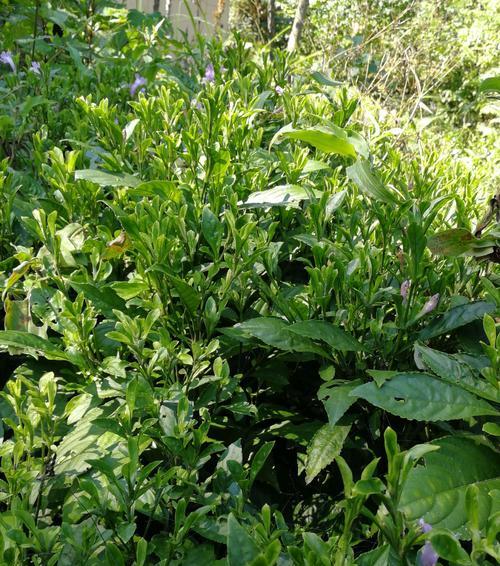 板蓝根是哪种植物的根部？它的药用价值有哪些？