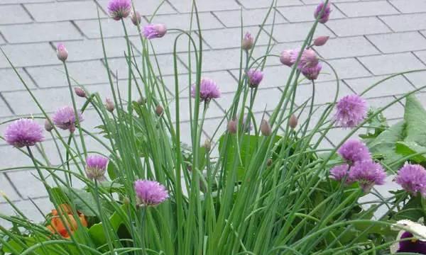 板栗壳能用作花肥吗？使用板栗壳做花肥的正确方法是什么？