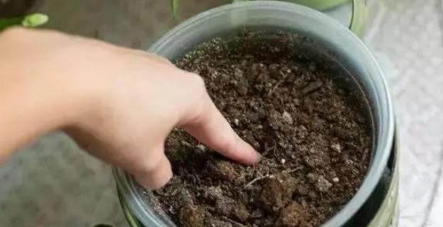 板栗壳能用作花肥吗？使用板栗壳做花肥的正确方法是什么？