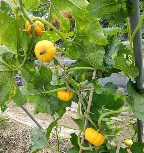 板栗壳能用作花肥吗？使用板栗壳做花肥的正确方法是什么？