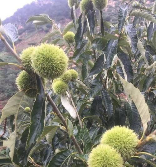 板栗什么时候成熟？如何判断板栗的最佳采摘时间？