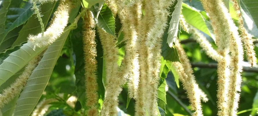 板栗属于被子植物吗？板栗的植物分类是什么？