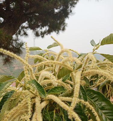 板栗属于被子植物吗？板栗的植物分类是什么？