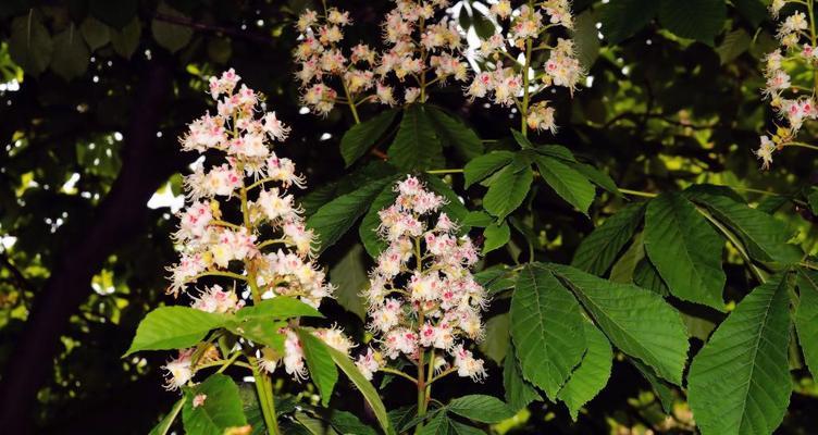 板栗树开花的样子是什么？它通常在什么时候开花？