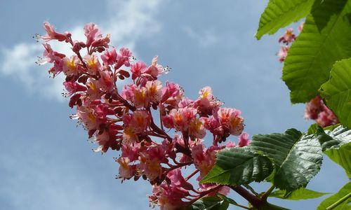 板栗树开花的样子是什么？它通常在什么时候开花？
