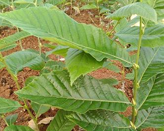 板栗树用什么肥料最好？如何根据季节选择合适的肥料？