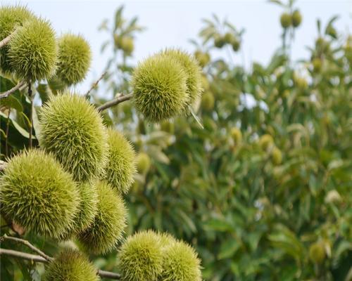 板栗树用什么肥料最好？如何根据季节选择合适的肥料？