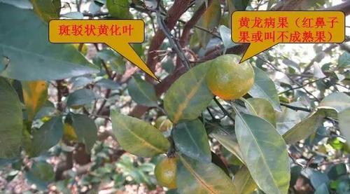 板栗叶子发黄怎么办？发黄原因与处理方法是什么？