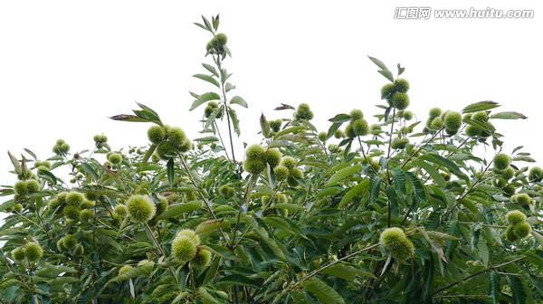 板栗原产地在哪里？全球板栗分布有哪些特点？