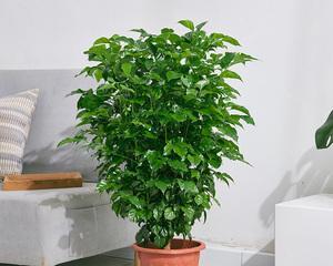 办公室适合的大型花卉有哪些？如何选择适合的花卉？