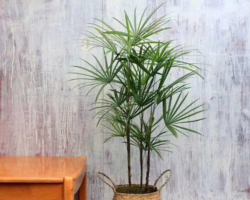 办公室适合养哪些花卉？如何选择易打理的植物？