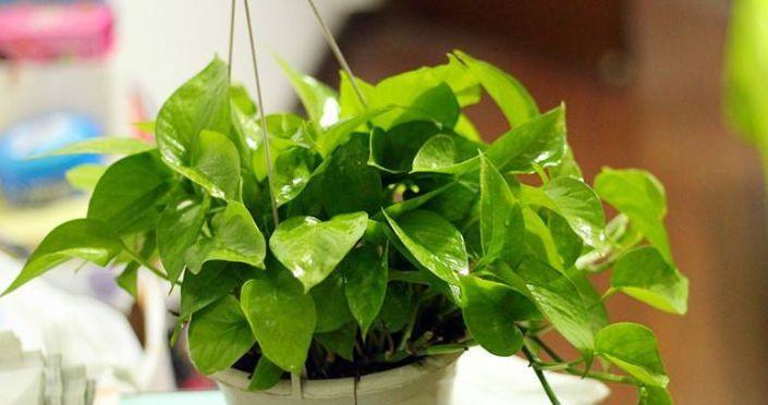 办公室门口适合摆放哪些风水植物？如何选择？