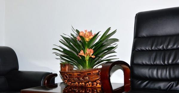 办公室门口适合摆放哪些风水植物？如何选择？