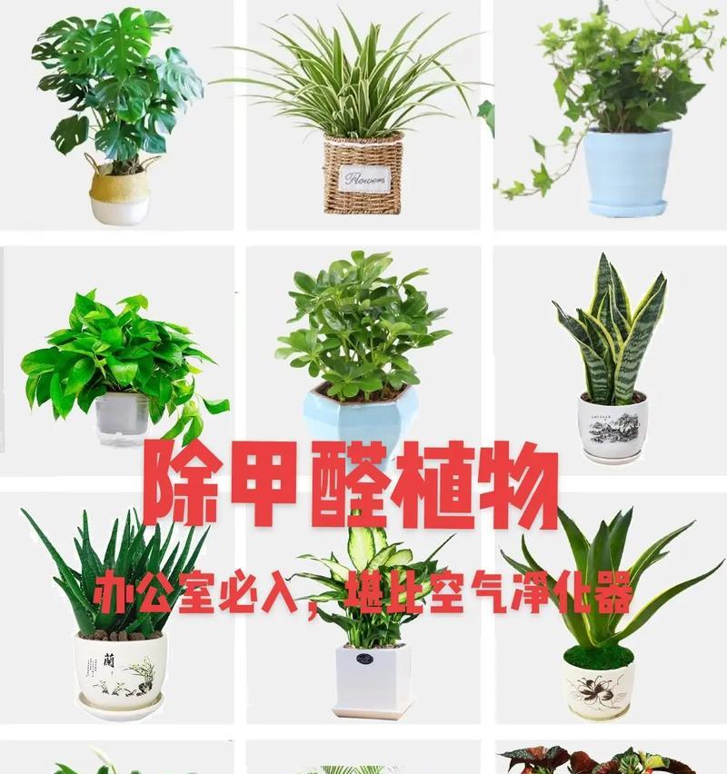 办公室适合放什么植物？如何选择有益健康的办公室绿植？
