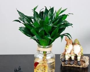 办公室水培植物有哪些？如何选择适合办公室的水培植物？