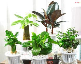 办公室水培植物有哪些？如何选择适合办公室的水培植物？