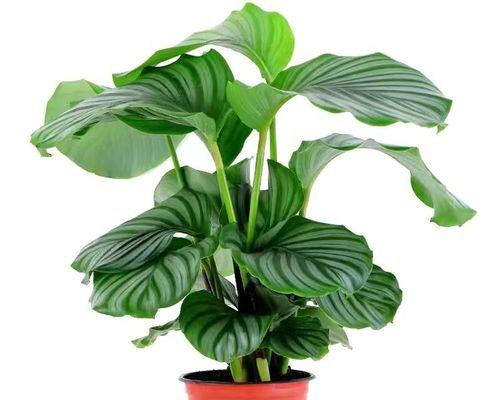 办公室水培植物有哪些？如何选择适合办公室的水培植物？
