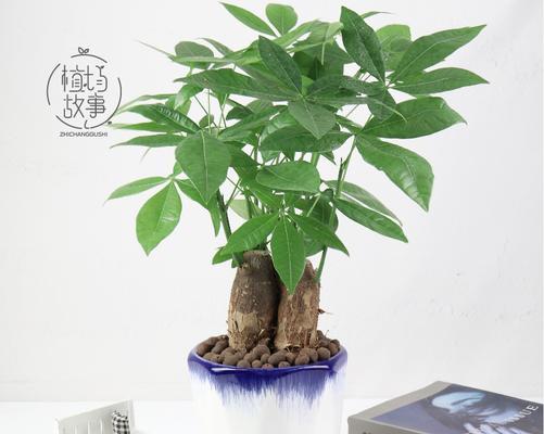 办公室招财植物有哪些？如何选择适合的植物来招财？