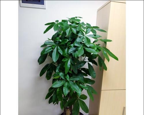 办公室走廊适合放什么植物？如何选择合适的绿植装饰？