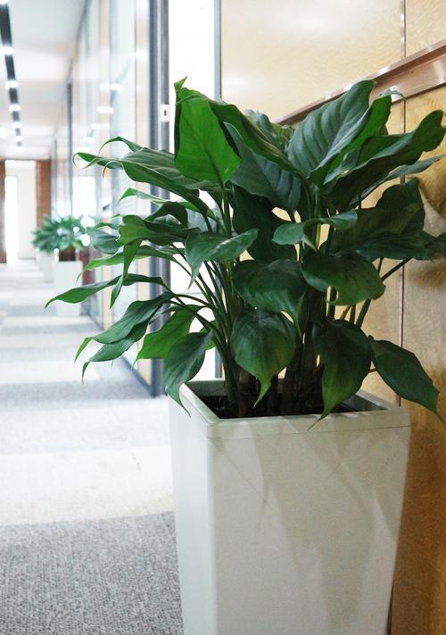 办公室走廊适合放什么植物？如何选择合适的绿植装饰？