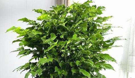 办公室走廊适合放什么植物？如何选择合适的绿植装饰？
