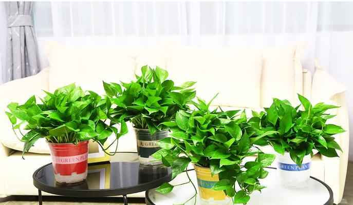 办公桌前面放什么植物好？如何选择适合的办公桌植物？