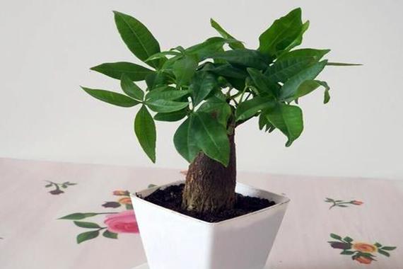 办公桌前面放什么植物好？如何选择适合的办公桌植物？
