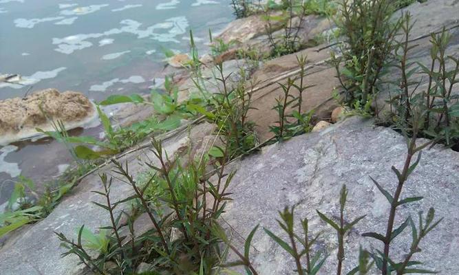 半边莲多久浇一次水合适？如何正确浇水？