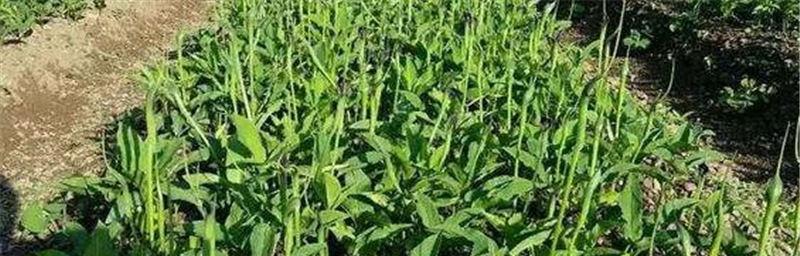 半夏的最佳挖掘时间是什么时候？如何确保药效最佳？