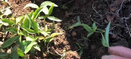 半夏种子种植方法是什么？种植过程中需要注意哪些问题？