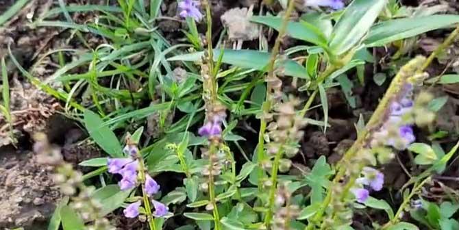 半枝莲开花时间是什么时候？如何确定最佳观赏期？