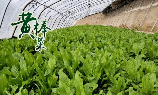 棒棒菜怎么种？最佳种植时间是什么时候？