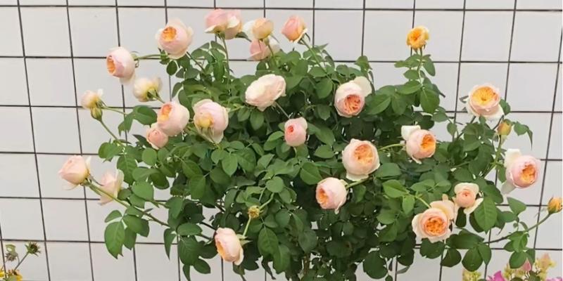 棒棒糖月季耐寒吗？冬季修剪技巧是什么？