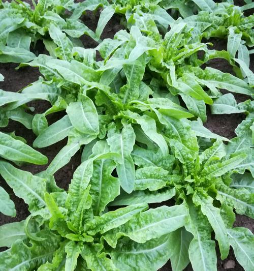 棒菜和莴笋是同一种蔬菜吗？它们有什么区别？