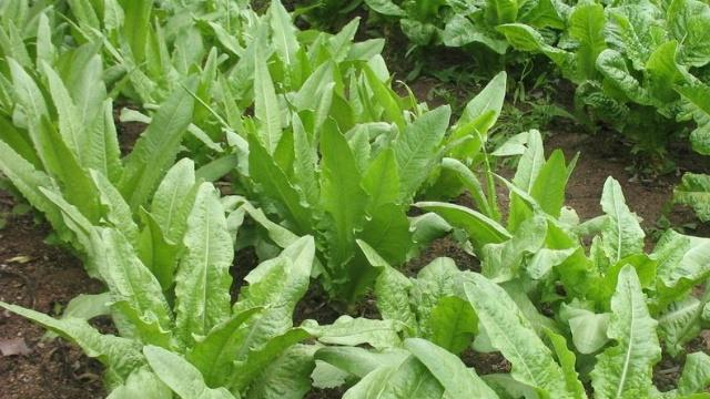 棒菜什么时候种植最好？种植棒菜的正确方法是什么？