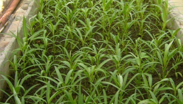 棒菜什么时候种植最好？种植棒菜的正确方法是什么？